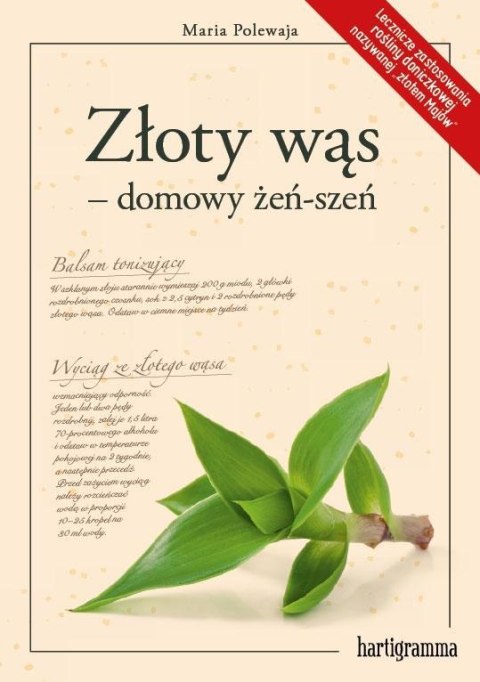 Złoty wąs - domowy żeń-szeń