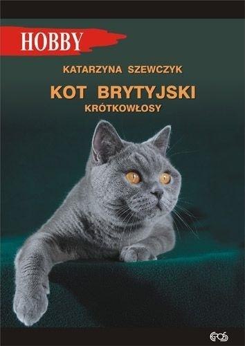 Kot brytyjski krótkowłosy w.4