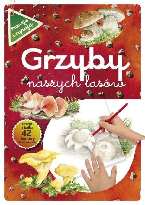 Grzyby naszych lasów