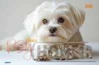 Kalendarz 2026 ścienny albumowy Psy KA-2